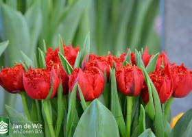 Tulipa 206-1 (2)