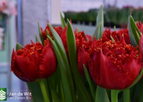 Tulipa 206-1