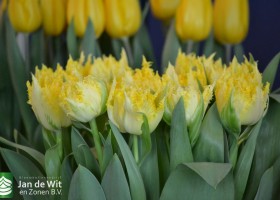 Tulipa 206-15 (2)