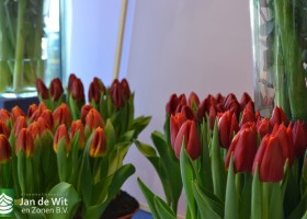 Tulipa Cartago & Beauty Flight
