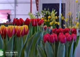 Tulipa China Girl & Coalition