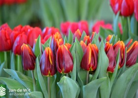 Tulipa L-15-14 (2)