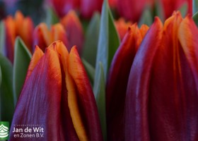Tulipa L-15-14