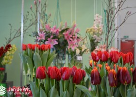Tulipa Red Label & L-15-14