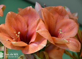 Hippeastrum Bouquet