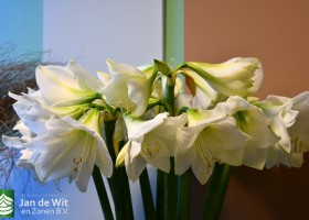 Hippeastrum Mont Blanc