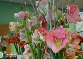 Hippeastrum Reve