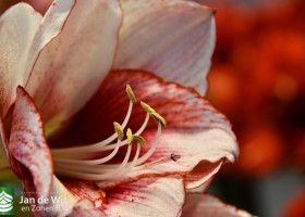 Hippeastrum Showmaster