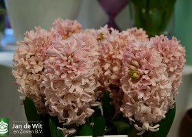 Hyacinthus Apricot Passion