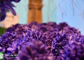 Hyacinthus Blue Star