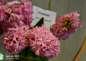 Hyacinthus Fondant