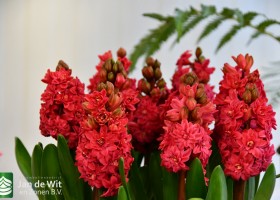 Hyacinthus Hollyhock