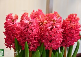 Hyacinthus Jan Bos