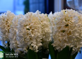 Hyacinthus White Ideal