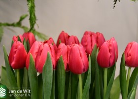 Tulipa Annaconda