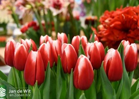 Tulipa Balance