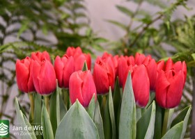 Tulipa Coalition