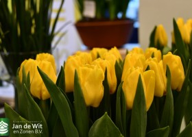 Tulipa Lobke