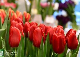 Tulipa Red Label