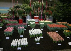 HFF 2011 overview (7)