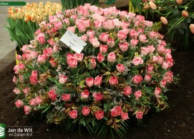 Holland Flowers Festival 2011