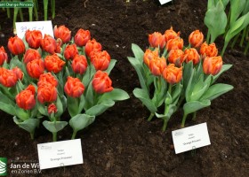 Mutant Orange Princess