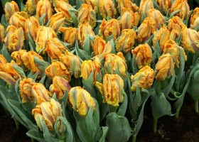 Prinses Irene Parkiet