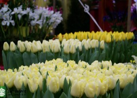 Holland Flowers Festival 2012 stand Jan de Wit en Zonen B.V.