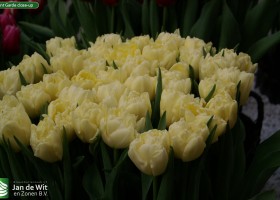 Avant Garde close-up