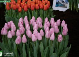 Barcelona Beauty close-up