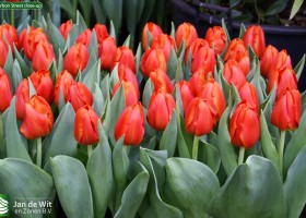 Bourbon Street close-up