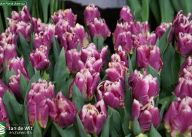 Cracker Parrot close-up