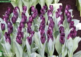 Cuban Night close-up