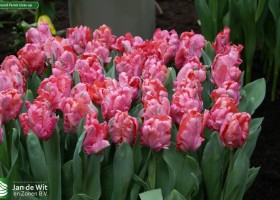 Diamond Parrot close-up