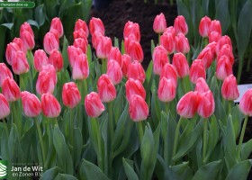 First Champion close-up