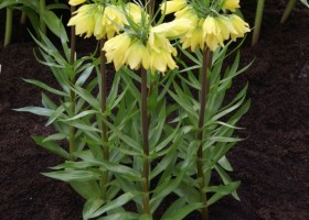 Fritillaria 96-2