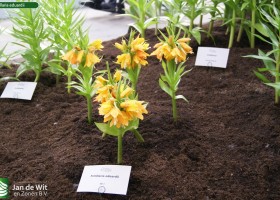 Fritillaria eduardii
