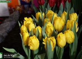 Golden Parrot close-up