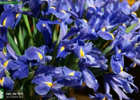 Iris Blue Diamond