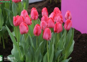 Joh. Schouw close-up