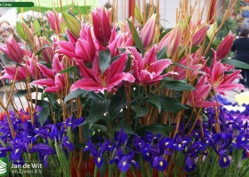 Holland Flowers Festival 2012