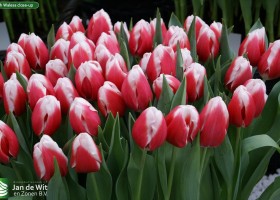 Lech Walesa close-up