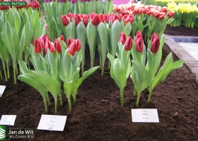 Love Flight - Red Flight