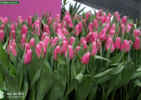 Match Maker close-up