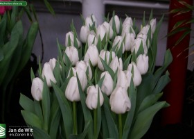 Mrs Medvedeva close-up