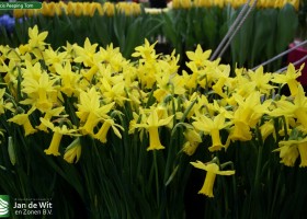 Narcis Peeping Tom