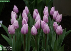 Silver Cloud close-up