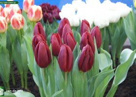 Strong Love close-up