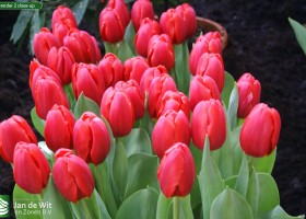 Surrender 2 close-up