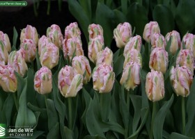Tropical Parrot close-up